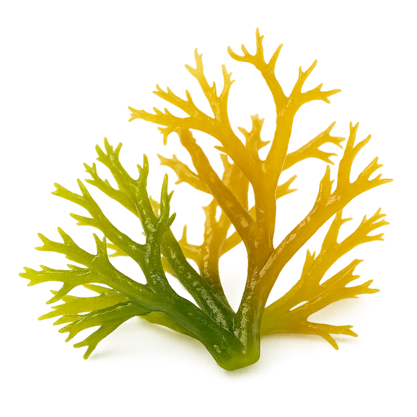 Sea Moss