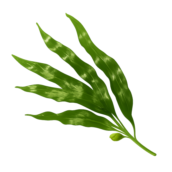 Sea Kelp